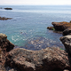 Illustration for article titled Pics from the (Ocean Floor): 2018-05-05 at Botanical Beach